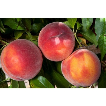 Prunus persica ‘Eva’s Pride’ - Peach
